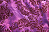 Damask